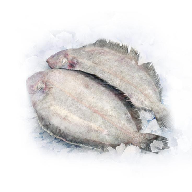 LENGUADINA PIEZA 250G APROX , KG 