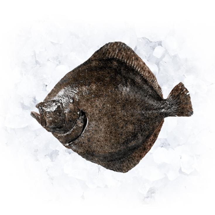 RODABALLO SALVAJE PIEZA 1,5KG APROX. KG PLAZA