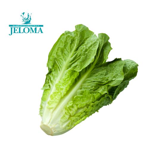 LECHUGA, UNIDAD JELOMA